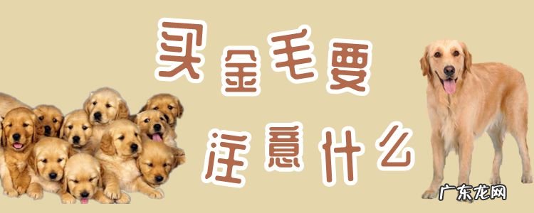 刚买的小金毛要注意什么 买金毛要注意什么