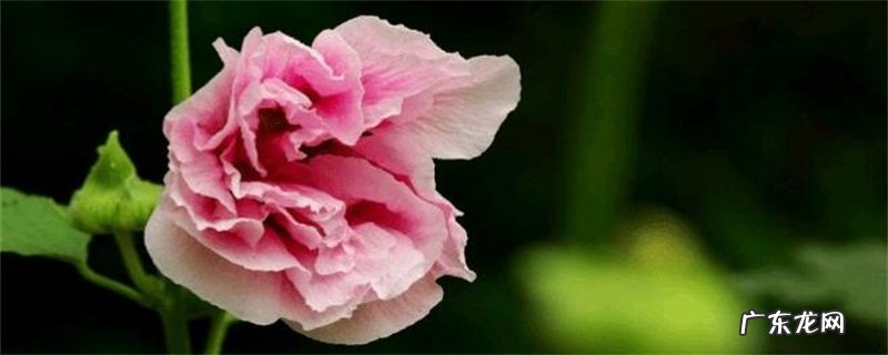 蜀葵花的寓意 蜀葵的花语和传说