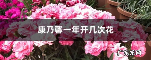 康乃馨一年开几次花，开花有什么寓意,黄康乃馨代表什么意思？