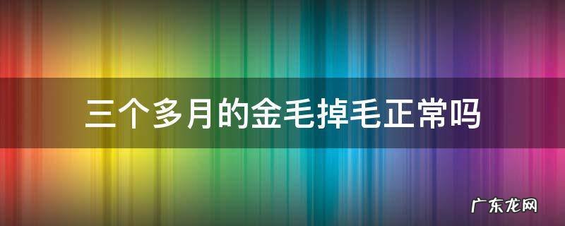 三个多月的金毛掉毛正常吗