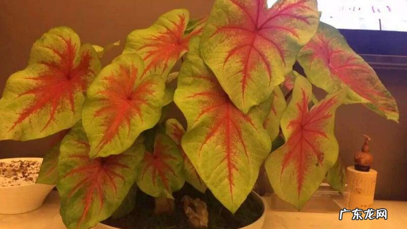 花叶芋的养殖方法 花叶芋怎么养