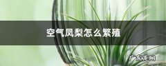 空气凤梨怎么繁殖