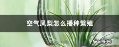 空气凤梨怎么播种繁殖,空气凤梨的繁殖方法？