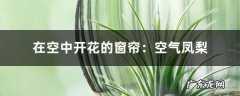 在空中开花的窗帘：空气凤梨,空气凤梨为什么那么贵？