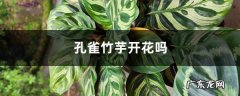 孔雀竹芋开花吗,哪个品种的竹芋最好看？