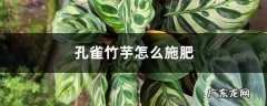 孔雀竹芋怎么施肥,青苹果竹芋用什么肥料？