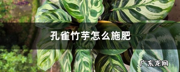 孔雀竹芋怎么施肥,青苹果竹芋用什么肥料?