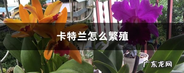 卡特兰怎么繁殖,扦插生根最快方法?