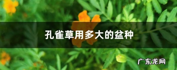 孔雀草用多大的盆种,怎么浇水,新上盆的兰花多久浇水?