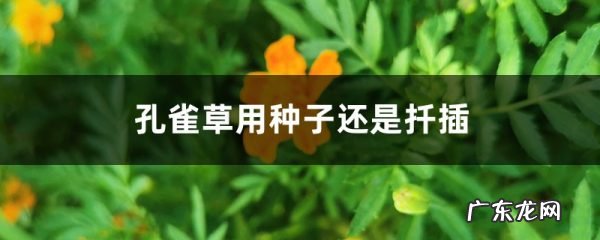 孔雀草用种子还是扦插,怎么取种子,孔雀草种子怎么收集?