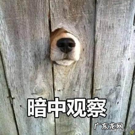 文化之窗丨世界杯就是为伪球迷准备的 世界杯伪球迷指南