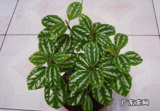 冷水花怎么养 家里养冷水花吉利吗