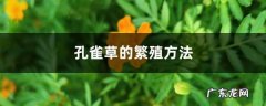 孔雀草的繁殖方法,孔雀草怎么养到第二年？