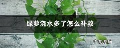 绿萝浇水多了怎么补救，浇什么水长得最旺,绿萝应该怎么浇水？