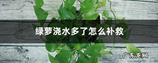 绿萝浇水多了怎么补救,浇什么水长得最旺,绿萝应该怎么浇水?