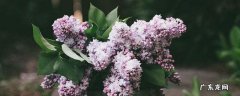 丁香 花语 丁香的花语是什么