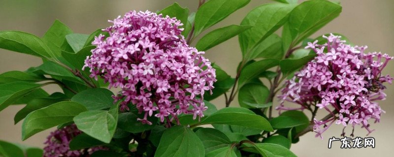 丁香花寓意是什么意思 丁香的花语与寓意是什么