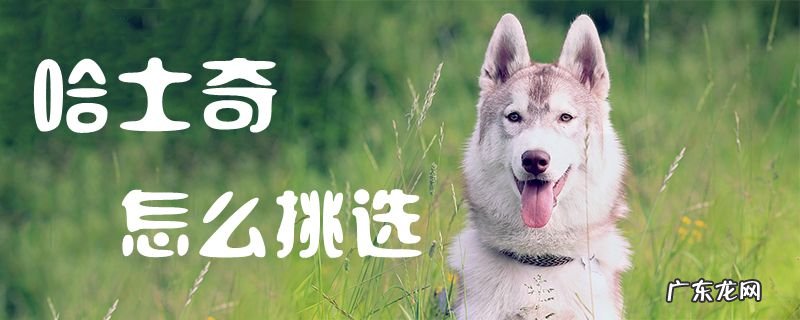 哈士奇什么样的品相好 哈士奇怎么挑选