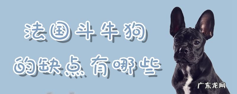 法国斗牛犬如何饲养 法国斗牛狗的缺点有哪些