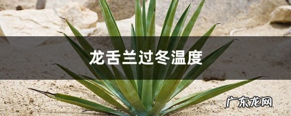 龙舌兰过冬温度,龙舌兰可以过冬吗,龙舌兰能在室外过冬吗?