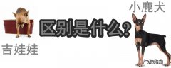 迷你杜宾犬和小鹿犬的区别图 小鹿犬和吉娃娃的区别是什么