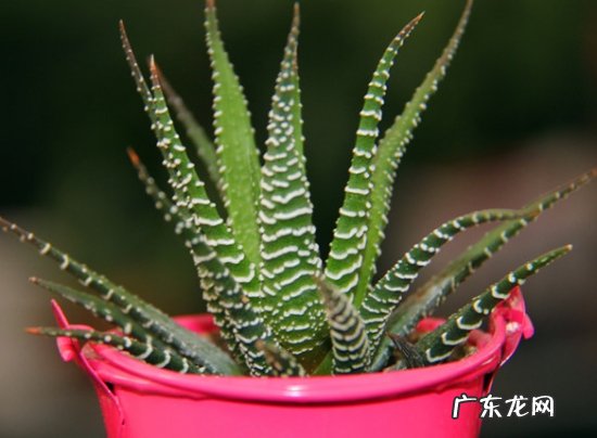 十二卷好养吗 十二卷栽培应注意些什么