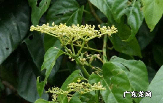 蓝花藤的种植方法 怎样科学栽植白粉藤