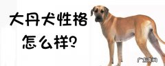 大丹犬和阿拉斯加犬哪个性格好点 大丹犬的性格好不好