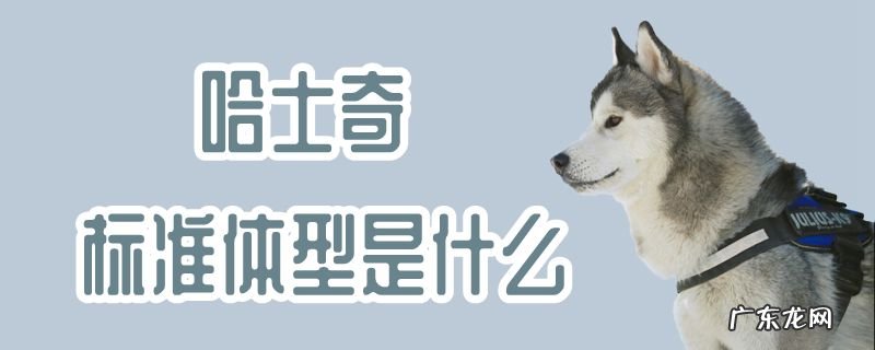 哈士奇和金毛哪个贵 哈士奇标准体型是什么