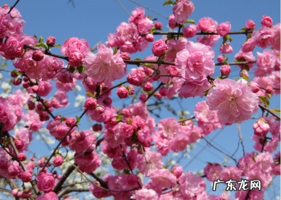 碧桃品种名称图片 碧桃的价格