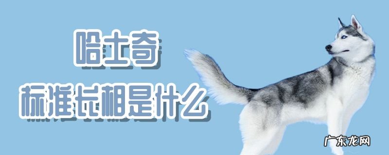 哈士奇尴尬期前后对比 哈士奇标准长相是什么