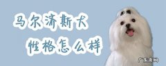 马尔济斯犬太难养了 马尔济斯犬性格怎么样