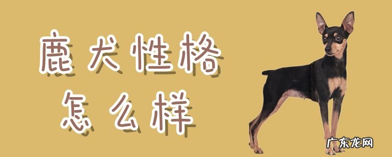 小鹿犬对主人忠诚吗 鹿犬性格怎么样