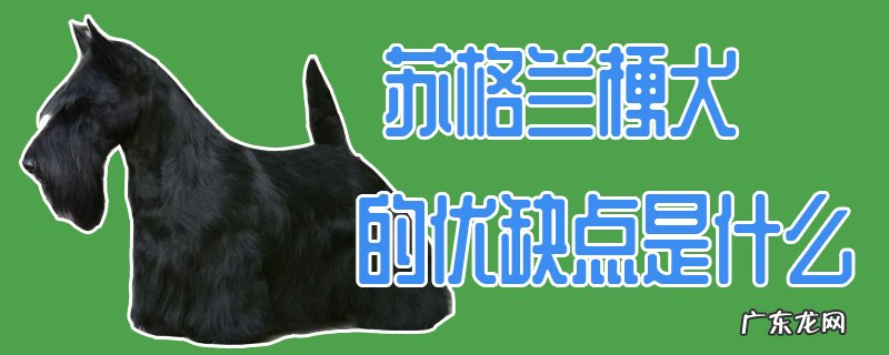 苏格兰梗犬哪种颜色好卖 苏格兰梗犬的优缺点是什么