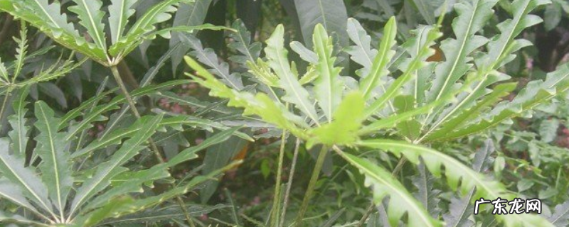 孔雀木叶子干枯怎么办 孔雀木掉叶子怎么回事