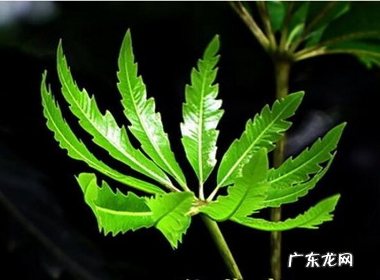 孔雀木是什么木料 孔雀木的资料