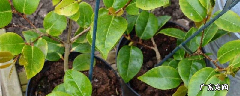 山茶树种植方法和管理 山茶枝条怎么培育出来