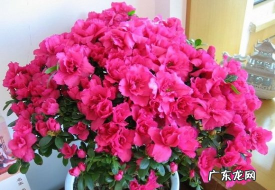 西洋杜鹃怎样过冬 西鹃怎样越冬