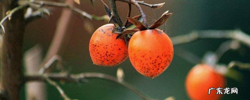 野柿子树与老鸦柿区别,老鸦柿柿是野生柿子树吗