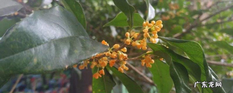 柳叶银桂是好品种吗 柳叶银桂花的特点