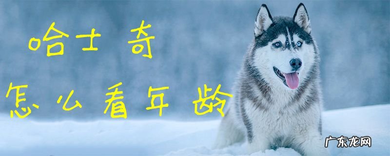 哈士奇的四种脸型 哈士奇怎么看年龄