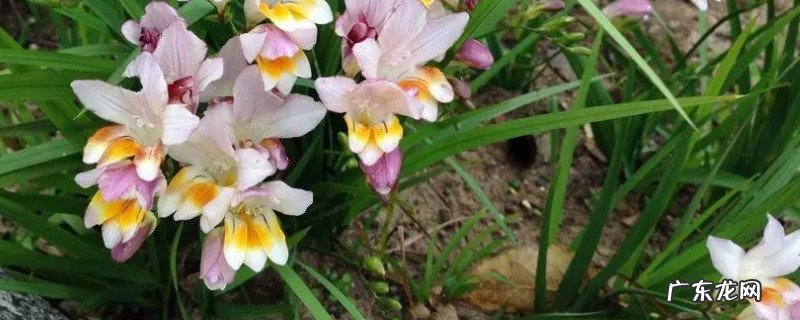 小苍兰怎么养殖 小苍兰怎么种植和养护