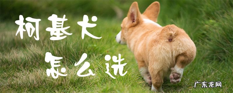 养柯基最大的忌讳 柯基犬怎么选