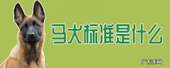 什么样的马犬最纯 马犬标准是什么