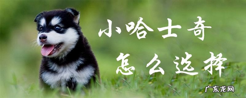 哈士奇小狗一般多少钱 小哈士奇怎么选择