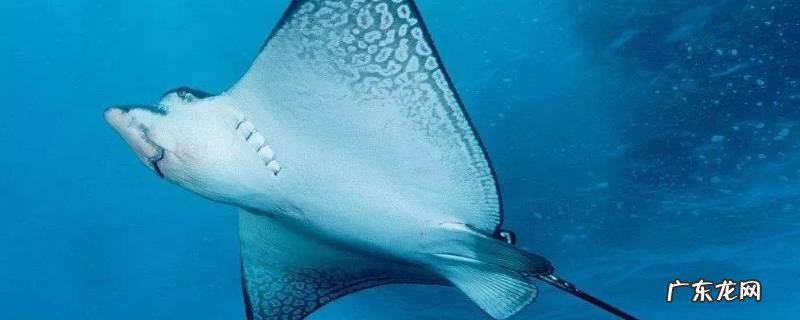 像蝙蝠一样的鱼叫什么,像蝙蝠一样的鱼叫什么 蝠