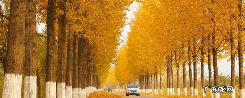 杨树蘑菇能吃吗,杨树蘑菇能吃吗有没有治病的作用