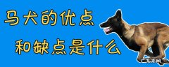 马犬和德牧哪个更护主 马犬的优点和缺点是什么