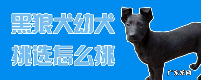 黑狼犬和狼青犬哪个好 黑狼犬幼犬挑选怎么挑