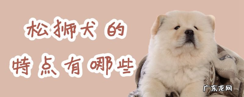 松狮犬图片 幼犬 松狮犬的特点有哪些